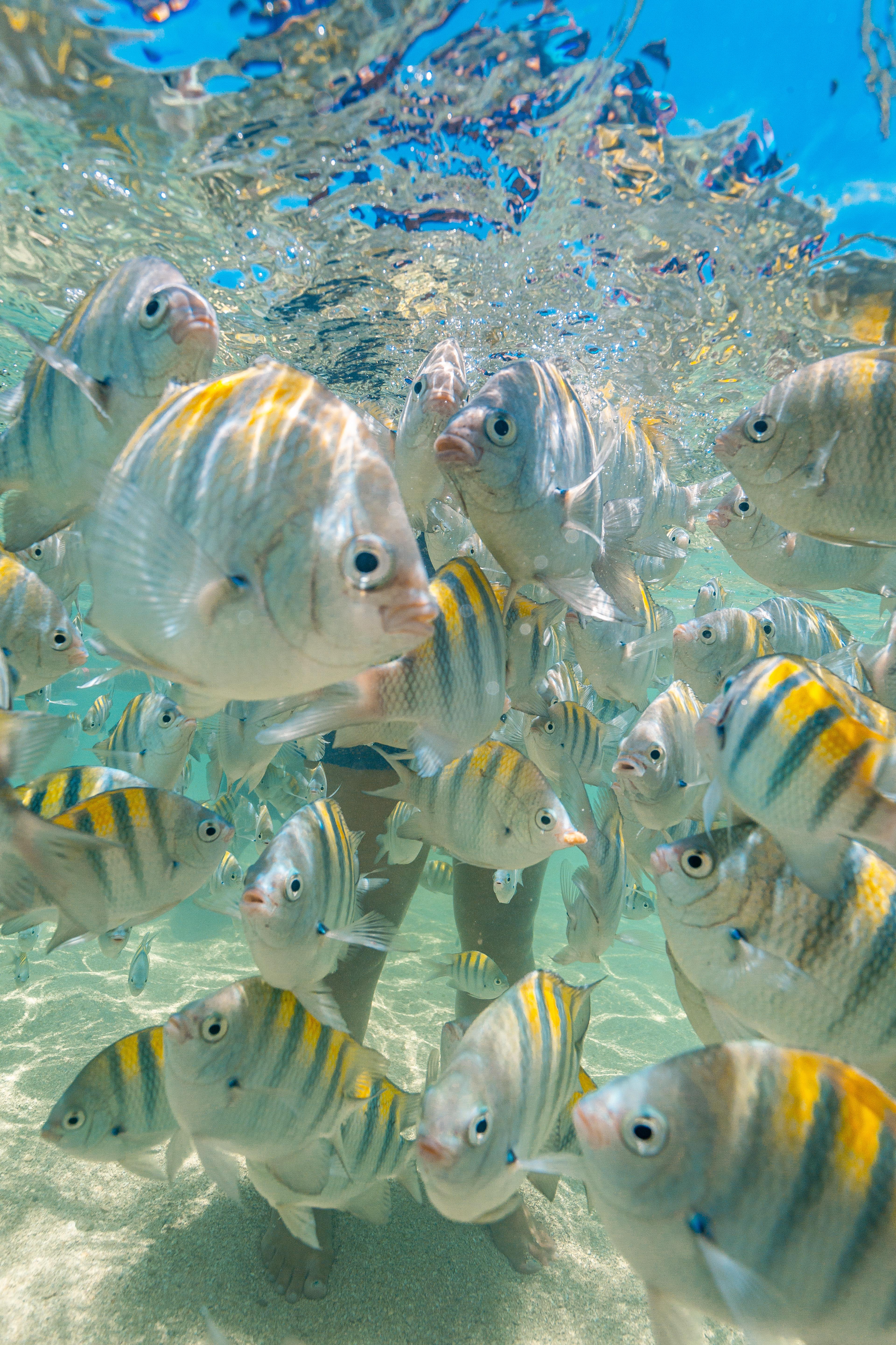 Peixinhos coloridos nas piscinas naturais de Paripueira
